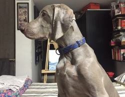 DogsIndia.com - Weimaraner - Brar
