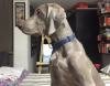 DogsIndia.com - Weimaraner - Brar