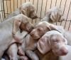DogsIndia.com - Weimaraner - Sharath Chandra