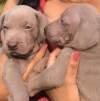 DogsIndia.com - Weimaraners - Susan Koshy