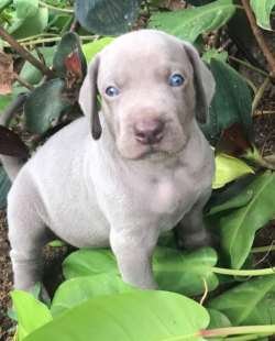 DogsIndia.com - Weimaraners - Susan Koshy