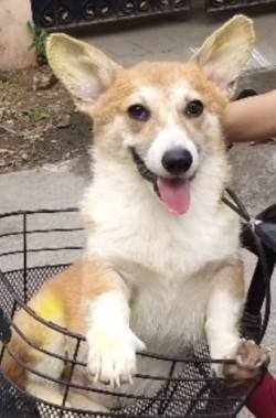 DogsIndia.com - Pembroke Welsh Corgi - Arun Kumar