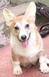 DogsIndia.com - Pembroke Welsh Corgi - Arun Kumar