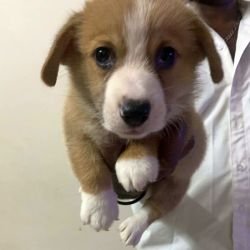 DogsIndia.com - Pembroke Welsh Corgi - Arun Kumar