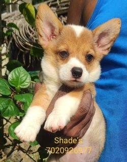 DogsIndia.com - Pembroke Welsh Corgi - Shade's - Derick