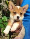 DogsIndia.com - Pembroke Welsh Corgi - Shade's - Derick