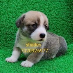 DogsIndia.com - Pembroke Welsh Corgi - Shade's - Derick