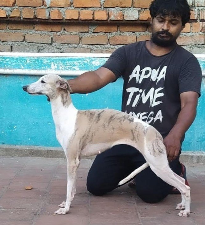 DogsIndia.com - Whippet - Fiero Kennels - Prabhu