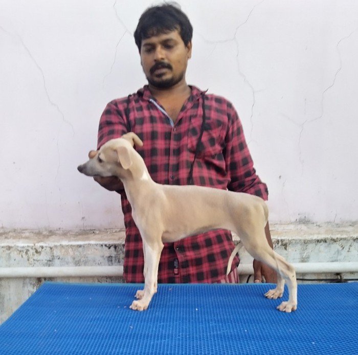 DogsIndia.com - Whippet - Fiero Kennels - Prabhu