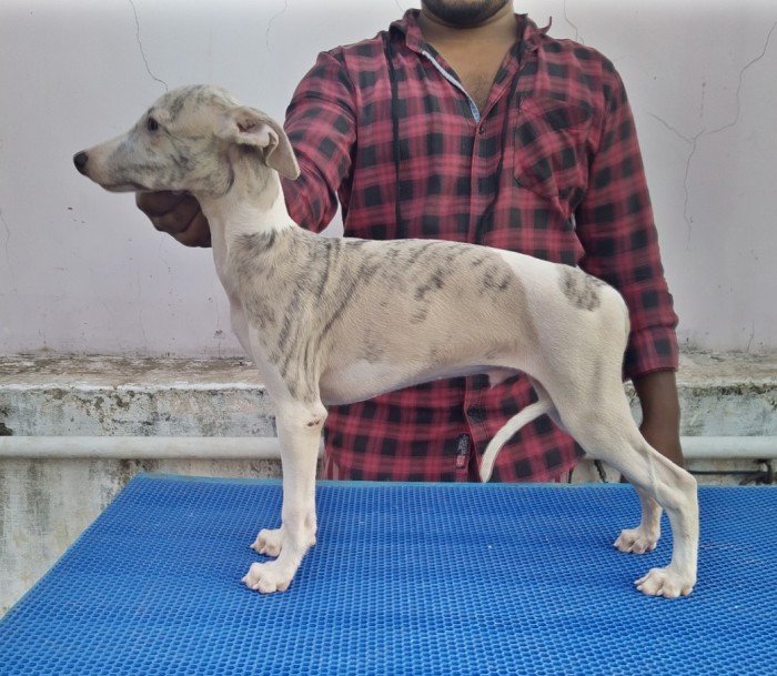 DogsIndia.com - Whippet - Fiero Kennels - Prabhu