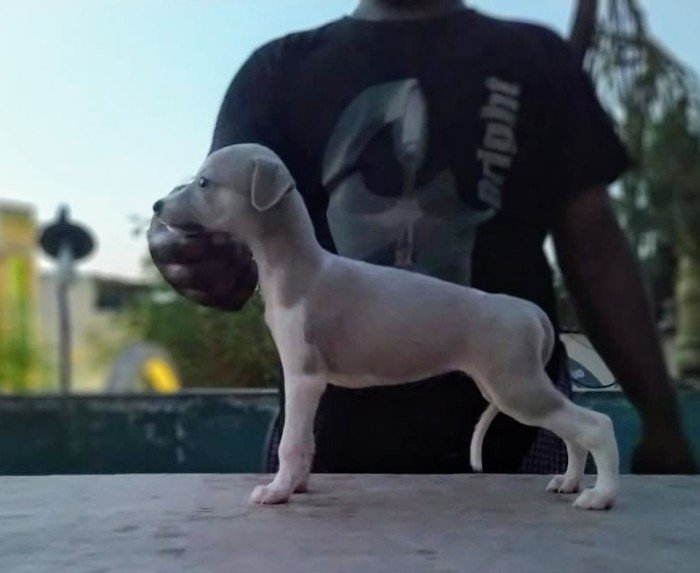 DogsIndia.com - Whippet - Fiero Kennels - Prabhu