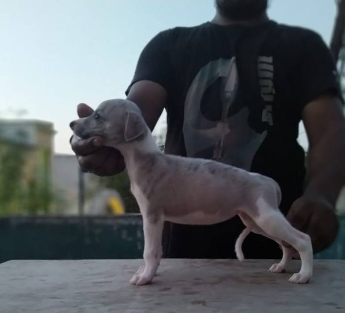 DogsIndia.com - Whippet - Fiero Kennels - Prabhu