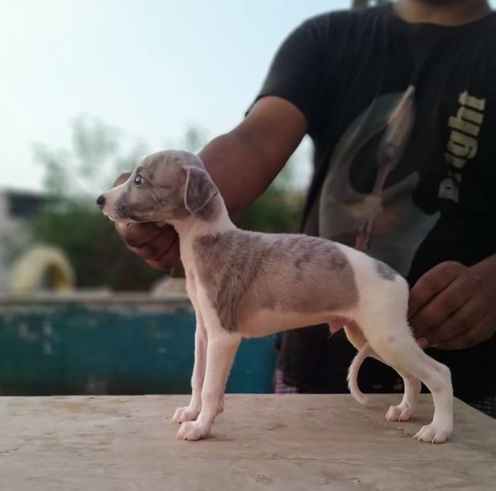 DogsIndia.com - Whippet - Fiero Kennels - Prabhu
