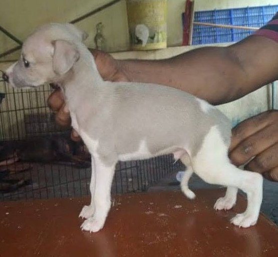 DogsIndia.com - Whippet - Fiero Kennels - Prabhu