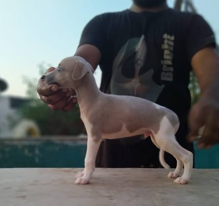DogsIndia.com - Whippet - Fiero Kennels - Prabhu