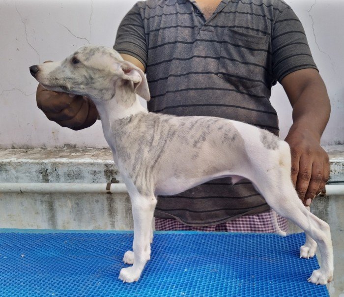 DogsIndia.com - Whippet - Fiero Kennels - Prabhu
