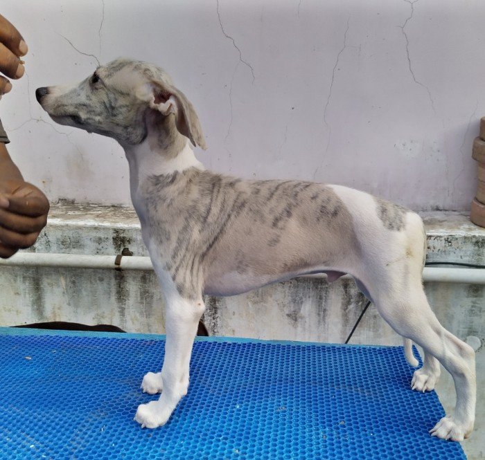 DogsIndia.com - Whippet - Fiero Kennels - Prabhu