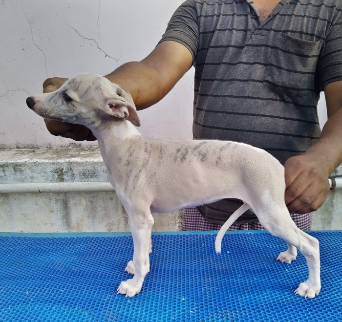 DogsIndia.com - Whippet - Fiero Kennels - Prabhu