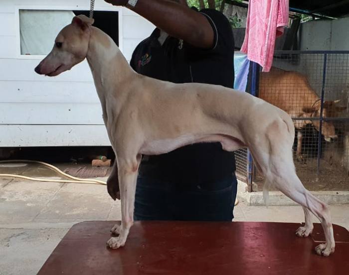 DogsIndia.com - Whippet - Fiero Kennels - Prabhu