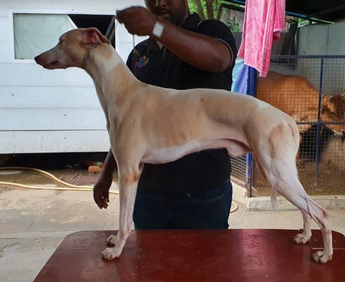 DogsIndia.com - Whippet - Fiero Kennels - Prabhu