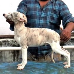 DogsIndia.com - Whippet - Fiero Kennels - Prabhu