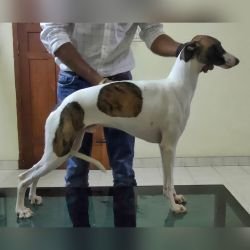 DogsIndia.com Whippet Kingshill