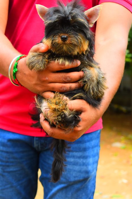 DogsIndia.com  Yorkshire Terrier  Rago's Kennel  Saravanan