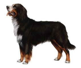 Bernese.jpg DI(7404 bytes)