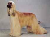 Afghan Hound-DI.jpg (7558 bytes)