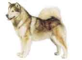 Alaskanmalamute-DI.jpg (7872 bytes)
