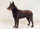 Australian Kelpie-DI.jpg (8000 bytes)