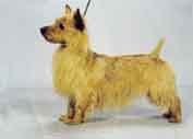 Australian Terrier-DI.jpg (7850 bytes)
