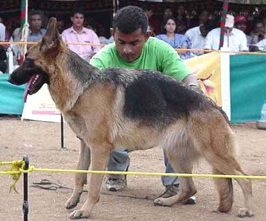 BI-Seigerin1.jpg (31605 bytes)