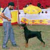 Bangalore5_Dobe.jpg (43446 bytes)