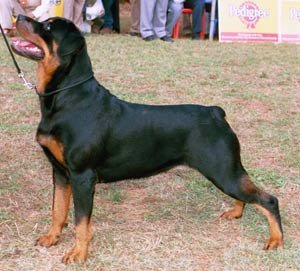 Bangalore_Rott.jpg (20930 bytes)