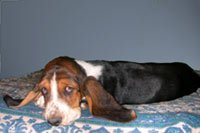 Basset3-Priya.jpg (6943 bytes)