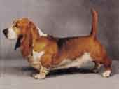 Basset Hound-DI.jpg (8820 bytes)