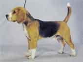 Beagle-DI.jpg (7941 bytes)