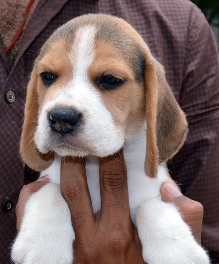 Dogs India Beagle Goldland