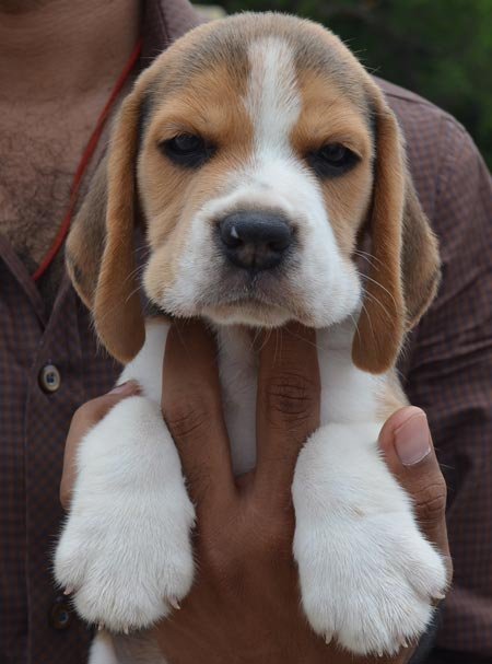 Dogs India Beagle Goldland