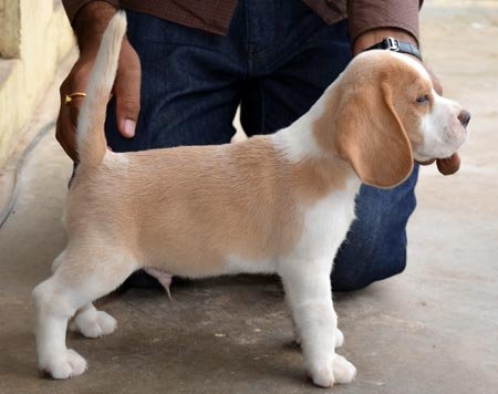 Dogs India Beagle Goldland
