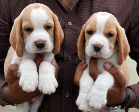 Dogs India Beagle Goldland