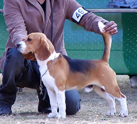 Beagle Goldland Sire Buck 1