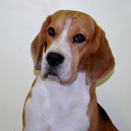 Beagle Goldland Sire Buck 2