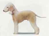 Bedlington Terrier-DI.jpg (6992 bytes)