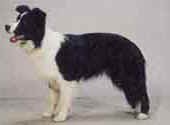 Border Collie-DI.jpg (7868 bytes)