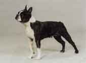 Boston Terrier-DI.jpg (7707 bytes)