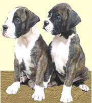 Boxer---Eshwar1.jpg (11885 bytes)