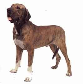 Brazilian Mastiff-DI.jpg (11323 bytes)