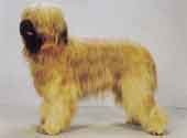 Briard-DI.jpg (7869 bytes)